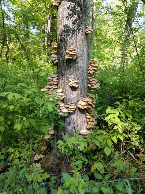 Found in Ohio are these oyster mushrooms? : mycology