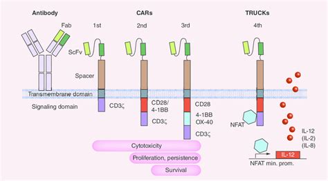 Chimeric Antigen Receptors First Generation Cars Contain Solely The