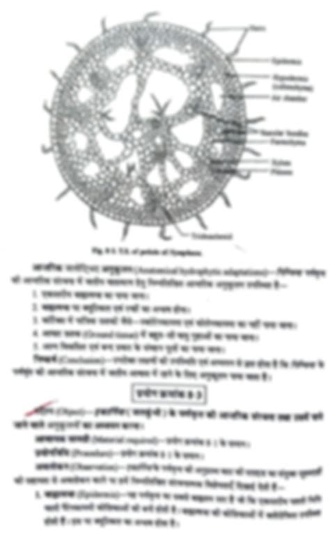 Solution Anatomy Botany Practical Studypool