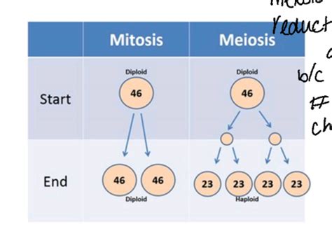 Bio 102 Chapter 13 Flashcards Quizlet