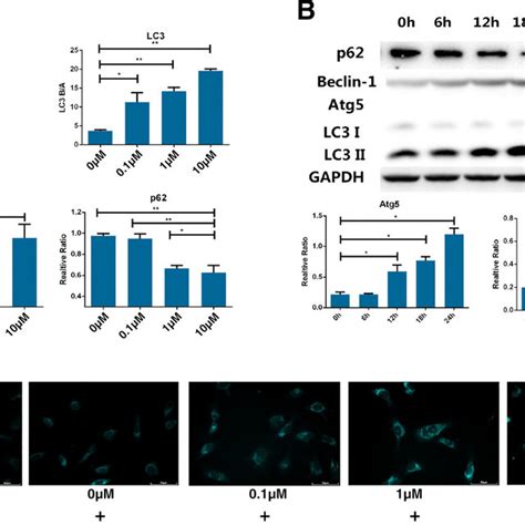 Dexamethasone Induces Autophagy A And B Western Blotting Analysis