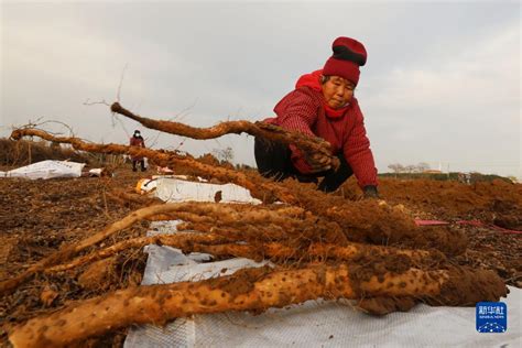 河南温县：山药收获忙 新华网