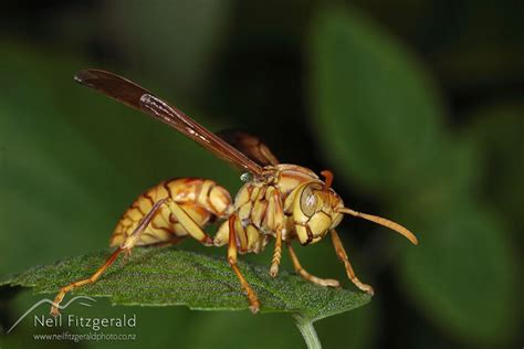 Polistes Olivaceus 4207 Neil Fitzgerald Photography