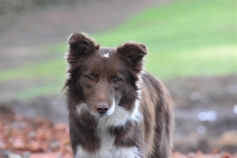 Photo Elevage Du Mas Ensoleillé eleveur de chiens Border Collies en