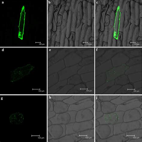 Subcellular Localization Of GFP Tagged PeTLP In Onion Epidermal Cells