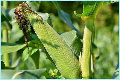 Cara Menanam Jagung Hibrida Media O A