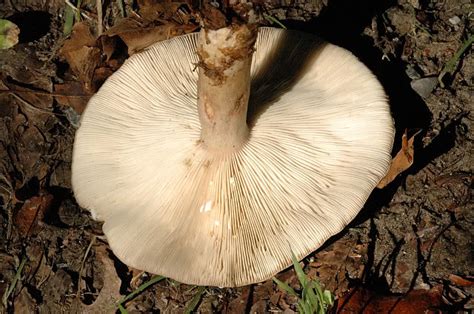 Lactarius Blennius The Ultimate Mushroom Guide