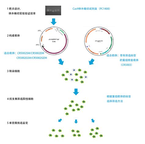 Crispr Cas Vs