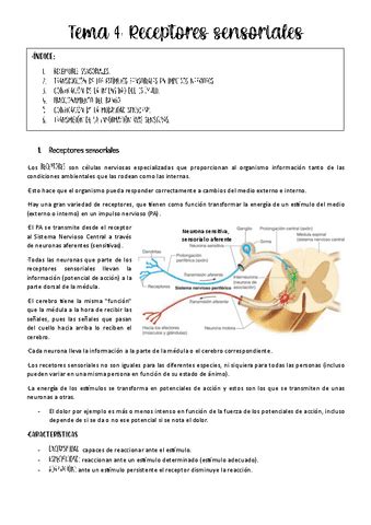 Examen Hormonas Con Respuestas Pdf