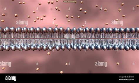 permeable membrane  res stock photography  images alamy