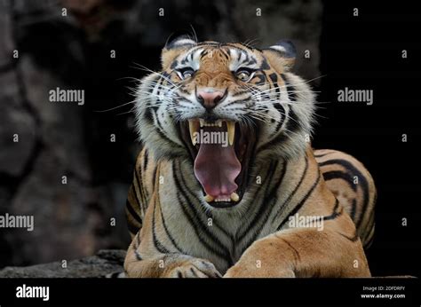 portrait of a sumatran tigers Stock Photo - Alamy