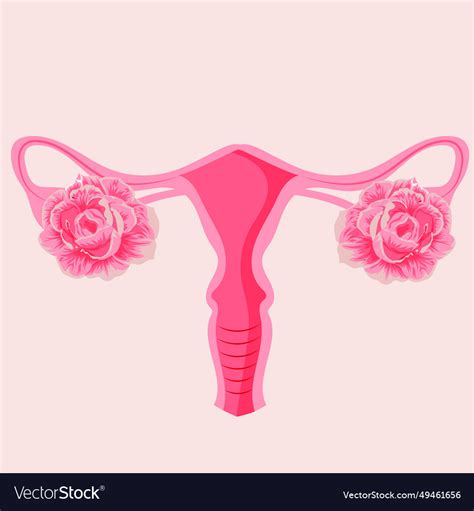 Cervix Royalty Free Vector Image Vectorstock