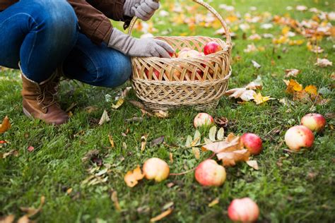 Gartenarbeit im September Alle To Dos im Gemüse und Ziergarten