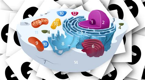 The Parts Of An Animal Cell Science Trends