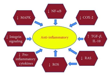 The Potential Mechanisms Of Action Of Anti Inflammatory Bioactive