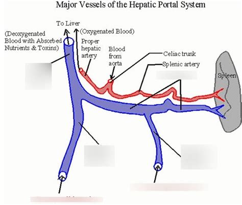 Major Vessels Of The Hepatic Portal System Diagram Quizlet