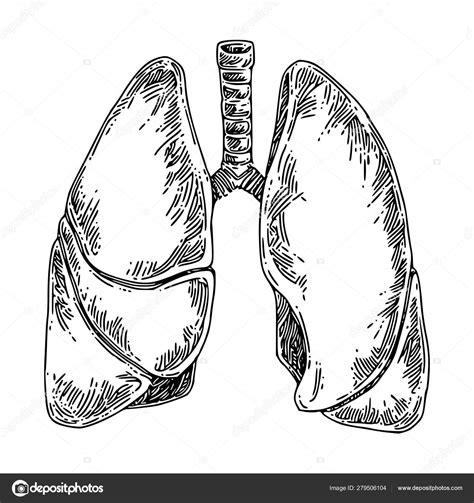 Anatomia Cz Owieka P Uca Grafika Wektorowa Od Kseniakr