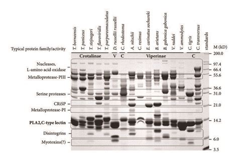 SDS-PAGE profile of major venom components in the main clades of... | Download Scientific Diagram