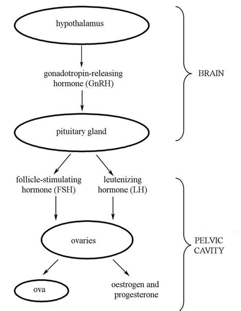 Draw A Flow Chart To Show The Hormonal Control Of The Human Female