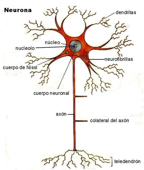 Que Significa Mononeuronal Brainly Lat