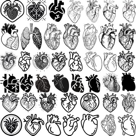 Anatomical Heart Svg Bundle Heart Svg Cardiac Svg Human Etsy Canada