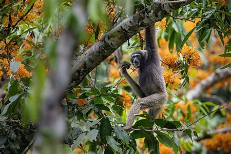 Tina Deines Archives Mongabay Co Id