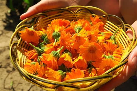 Uma Mulher Coleta Cal Ndula De Plantas Medicinais Para Colher Flores De