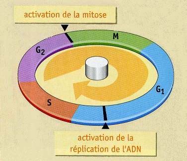 Point De Contr Le Du Cycle Cellulaire Site Des Ressources D Acces