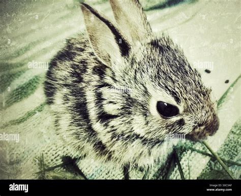 Baby Bunny Hi Res Stock Photography And Images Alamy