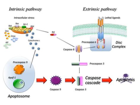 In The Extrinsic Pathway Upon Ligand Binding To Specific Receptors The