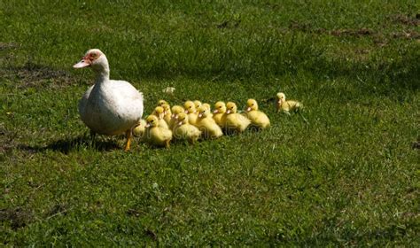 Piccoli Anatroccoli Con La Loro Madre Fotografia Stock Immagine Di