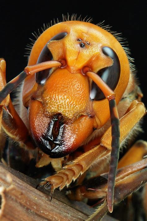 Asian Giant Hornet Vespa Mandarinia Vespidae This Is Th Flickr