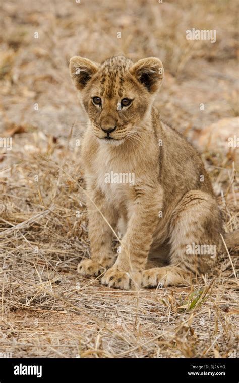 Lion Panthera Leo Stock Photo Alamy