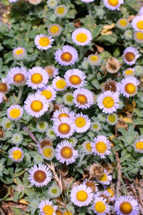 Erigeron Glaucus Seaside Daisy Erigeron Glaucus Seaside Da Flickr