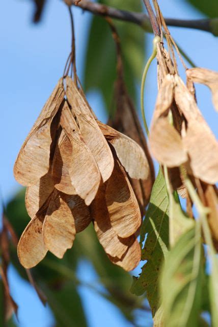 Seed Of The Week Box Elder Or Boxelder Maple Growing With Science Blog