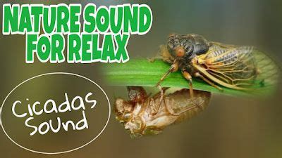 Forest Insect Cicadas Cicadidae Sound Video for Relaxation