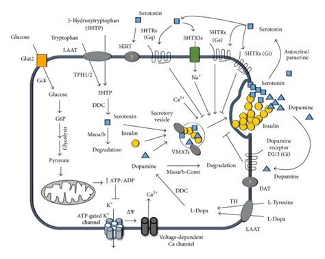 Outline Of Serotoninergic And Dopaminergic Systems In β Cells And Its