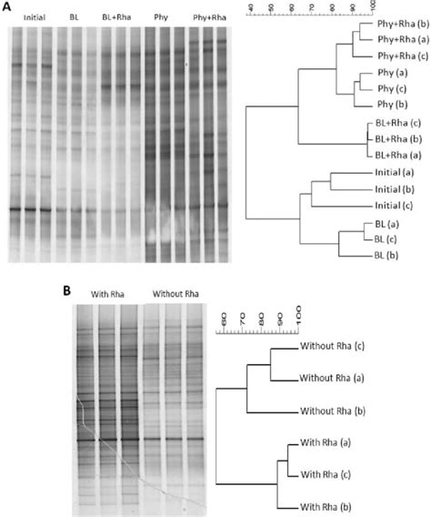 Denaturing Gradient Gel Electrophoresis Dgge Fingerprints Of 16s Rrna Download Scientific