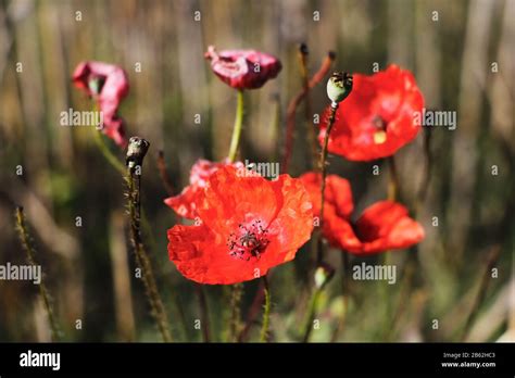 Corn Poppies Papaver Rhoeas Hi Res Stock Photography And Images Alamy