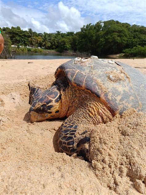 Vídeo Biota Registra Desova De Tartaruga De Pente Na Praia De