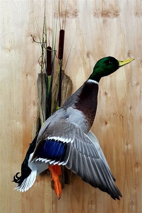 Mallard Duck Hunting Decor Bedroom Duck Hunting Decor Hunting Man Cave Hunting Stuff Deer