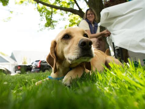 Local Dog Lovers Help Support Hollistons K9 Unit Holliston Ma Patch