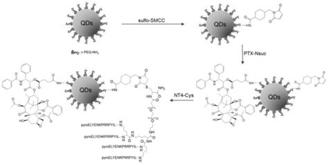 Molecules Free Full Text A New Nt4 Peptide Based Drug Delivery