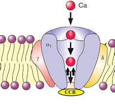 Voltage-Dependent T-Type Calcium Channel Blockers - Delveinsight