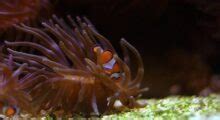 16 Fun Facts About Clownfish The Fact Site