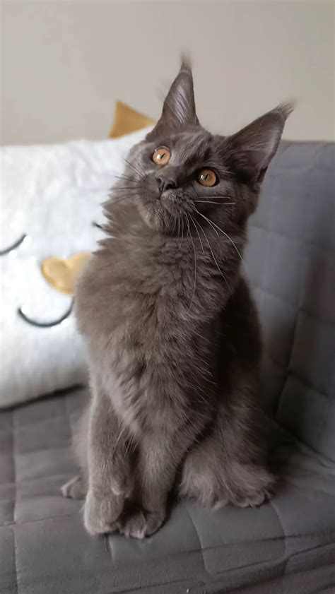 Niebieska Kotka Maine Coon Do Hodowli Gda Sk Petso Pl