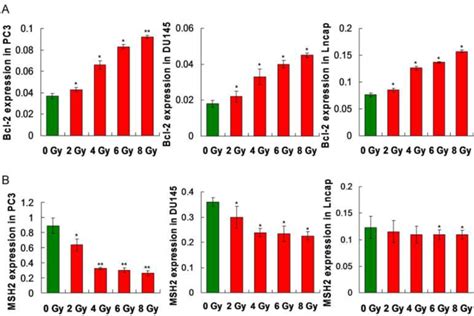 Evaluation For The Bcl 2 And Msh2 Gene Transcription Using Rt Pcr Assay