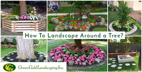 How to Landscape Around a Tree - Green Gold Landscaping Inc