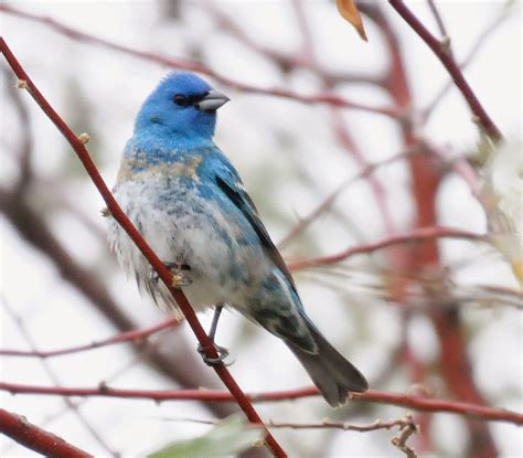 Lazuli Bunting Female