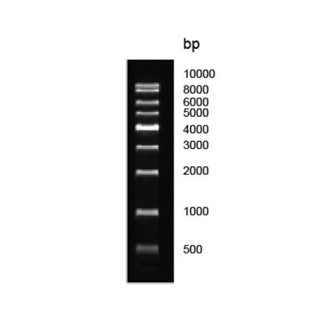 Kb Dna Ladder Nucleic Acid Marker Nucleic Acid Electrophoresis